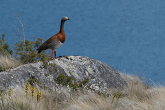 Chloephaga poliocephala