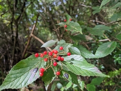 Viburnum luzonicum
