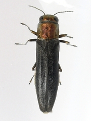 Agrilus