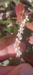 Persicaria hydropiperoides