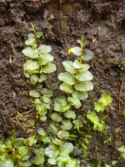 Rhizomnium punctatum