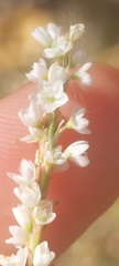 Persicaria hydropiperoides