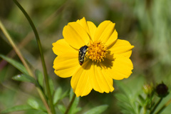 Acmaeodera disjuncta