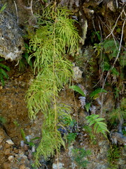 Lycopodium volubile