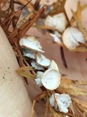 Taxodiomyia cupressi
