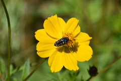 Acmaeodera disjuncta
