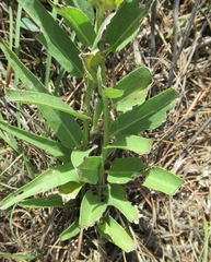 Asclepias viridis