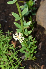 Stackhousia subterranea