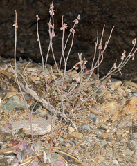 Eriogonum panamintense
