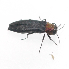 Agrilus ruficollis