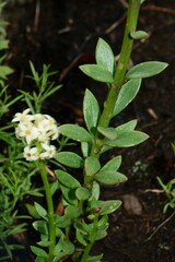 Stackhousia subterranea