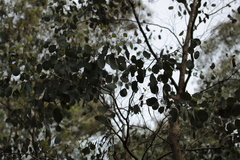Eucalyptus polyanthemos