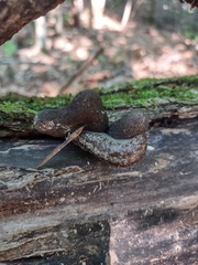 Philomycus flexuolaris