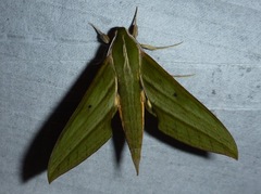 Xylophanes aristor