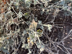 Sphaeralcea mendocina