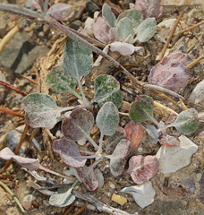 Eriogonum panamintense