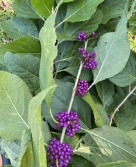 Callicarpa