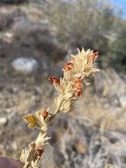 Malacothamnus marrubioides
