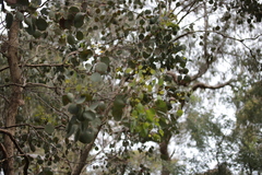 Eucalyptus polyanthemos