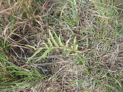 Asclepias asperula
