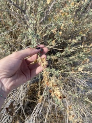 Malacothamnus marrubioides