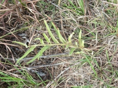 Asclepias asperula