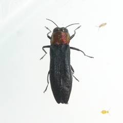 Agrilus ruficollis