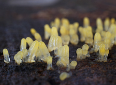 Calocera glossoides