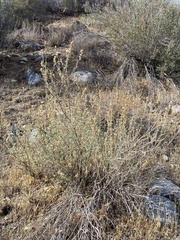 Malacothamnus marrubioides