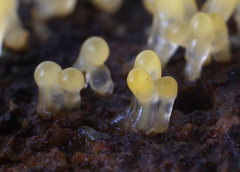 Calocera glossoides