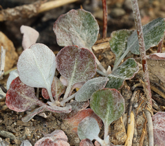 Eriogonum panamintense