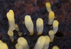 Calocera glossoides