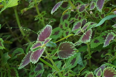 Coleus scutellarioides