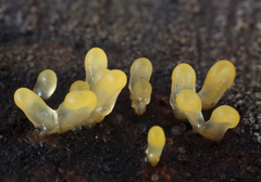 Calocera glossoides