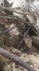 Dendrobates truncatus