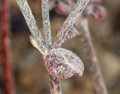 Eriogonum panamintense