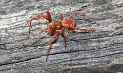 Salsa brisbanae