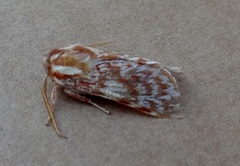 Lophocampa significans