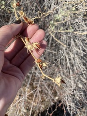 Malacothamnus marrubioides