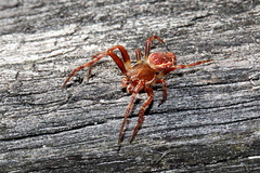 Salsa brisbanae