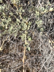 Malacothamnus marrubioides