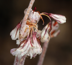 Eriogonum panamintense