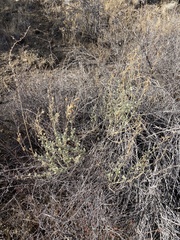 Malacothamnus marrubioides