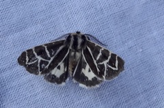 Apantesis nevadensis