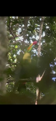 Ramphastos sulfuratus