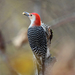 Carpintero de Vientre Rojo - Photo (c) Tom Murray, algunos derechos reservados (CC BY-NC), subido por Tom Murray