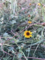 Chrysanthellum pilzii