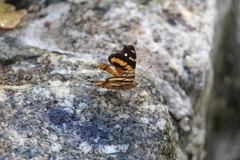 Hypanartia bella