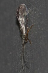Lepidostomatidae