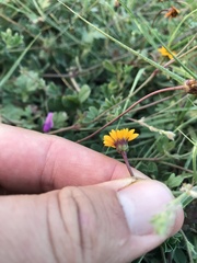 Chrysanthellum pilzii